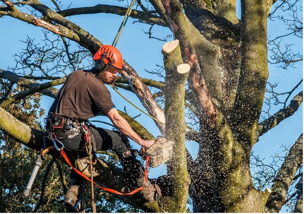 Baumpflege Baumschnitt Neuenhagen bei Berlin