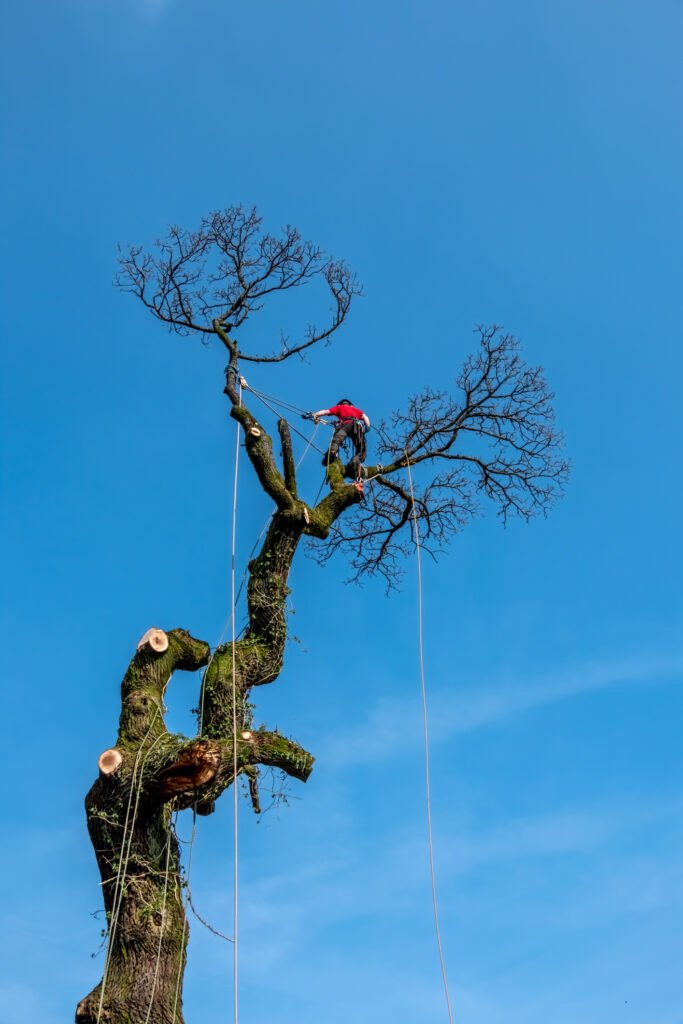 Baumpflege Neuenhagen bei Berlin