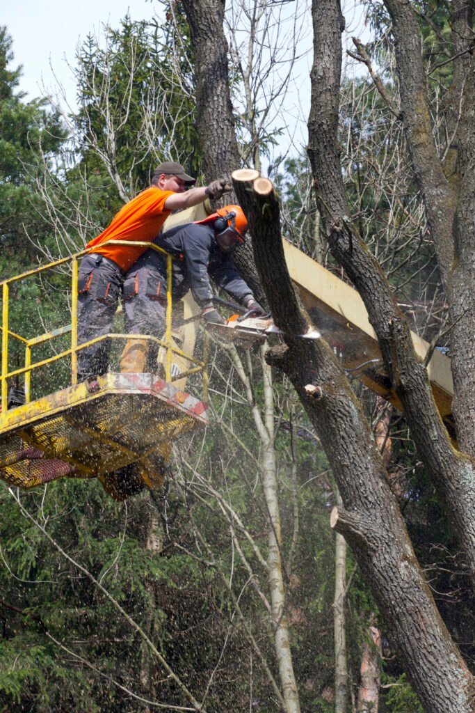 Baumpflege Baumkontrolle Neuenhagen bei Berlin